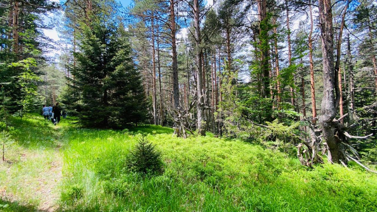 Eco Village Pavlovic Zabljak  Ngoại thất bức ảnh
